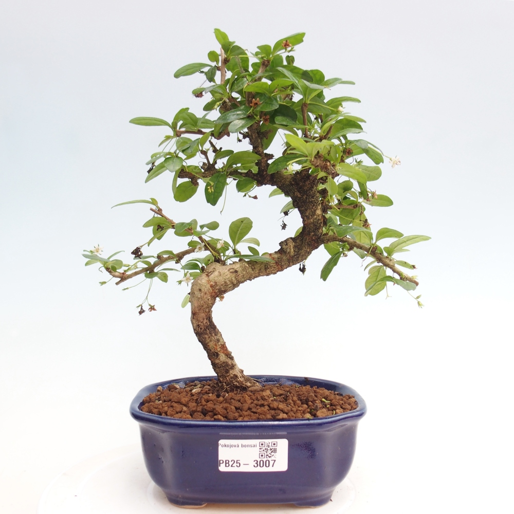 Indoor bonsai - Carmona macrophylla - Fuki tea