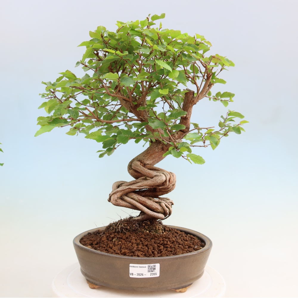 Outdoor bonsai -Carpinus coreana - Korean Hornbeam