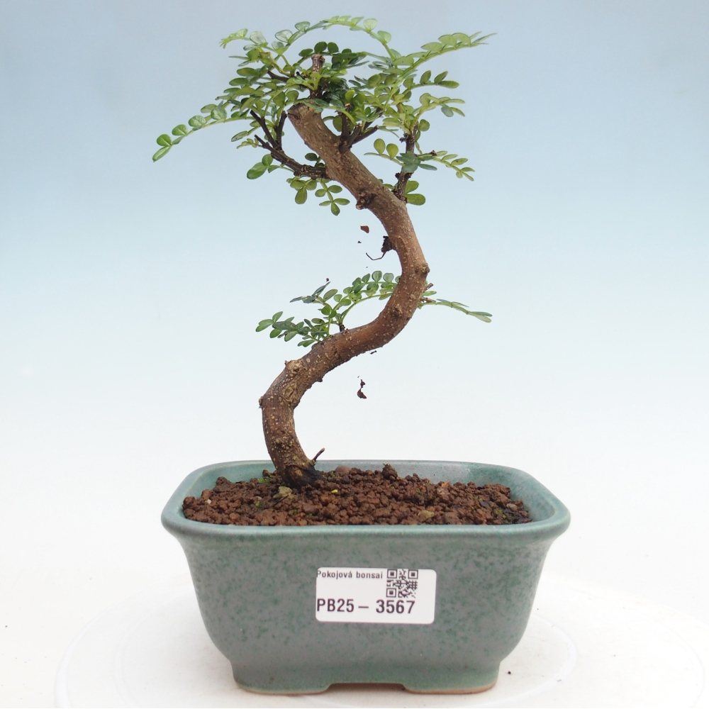 Room bonsai - Zantoxylum piperitum - pepper tree