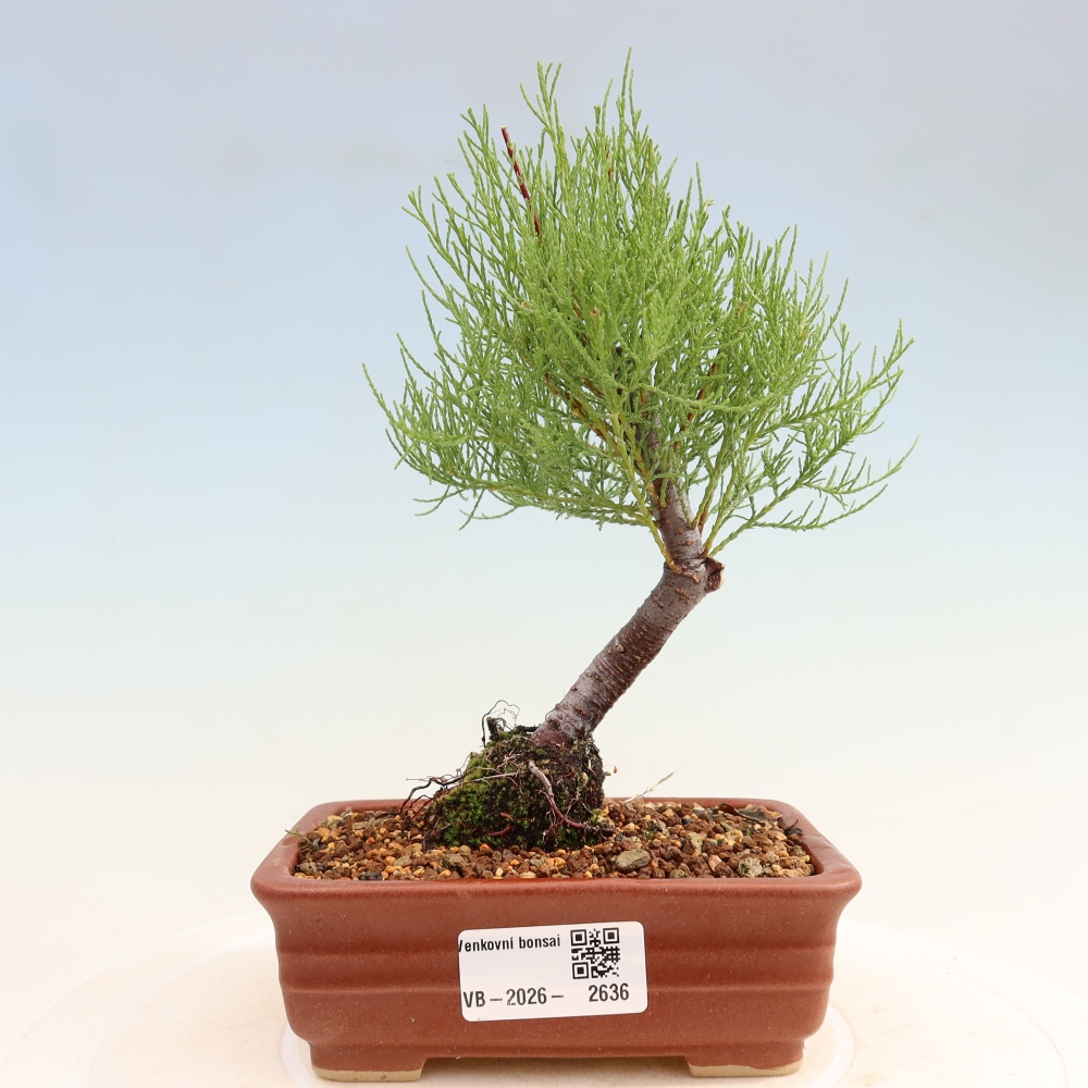 Outdoor Bonsai - Tamarisk - Tamarix