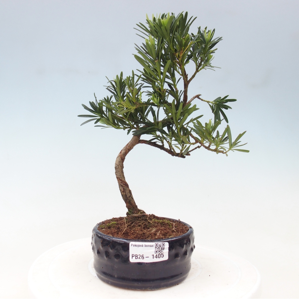 Room bonsai - Podocarpus - Stone Yew