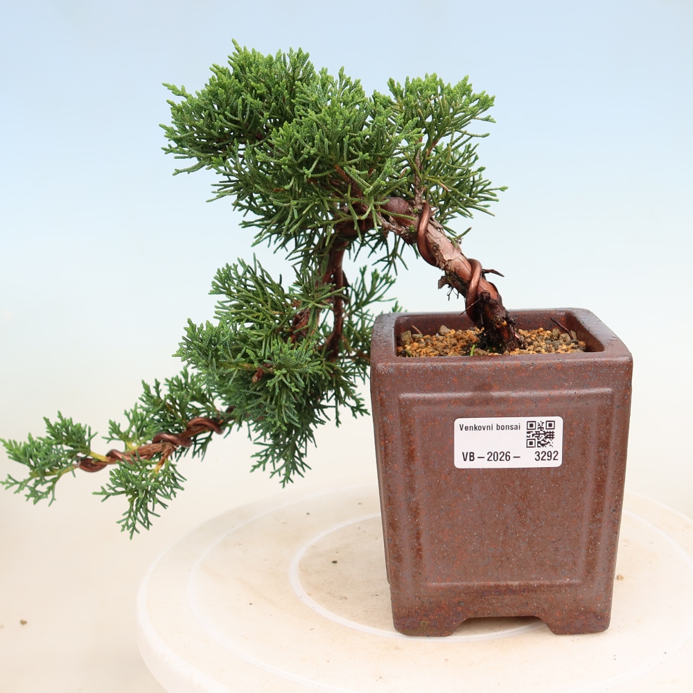 Outdoor bonsai - Juniperus chinensis Kishu