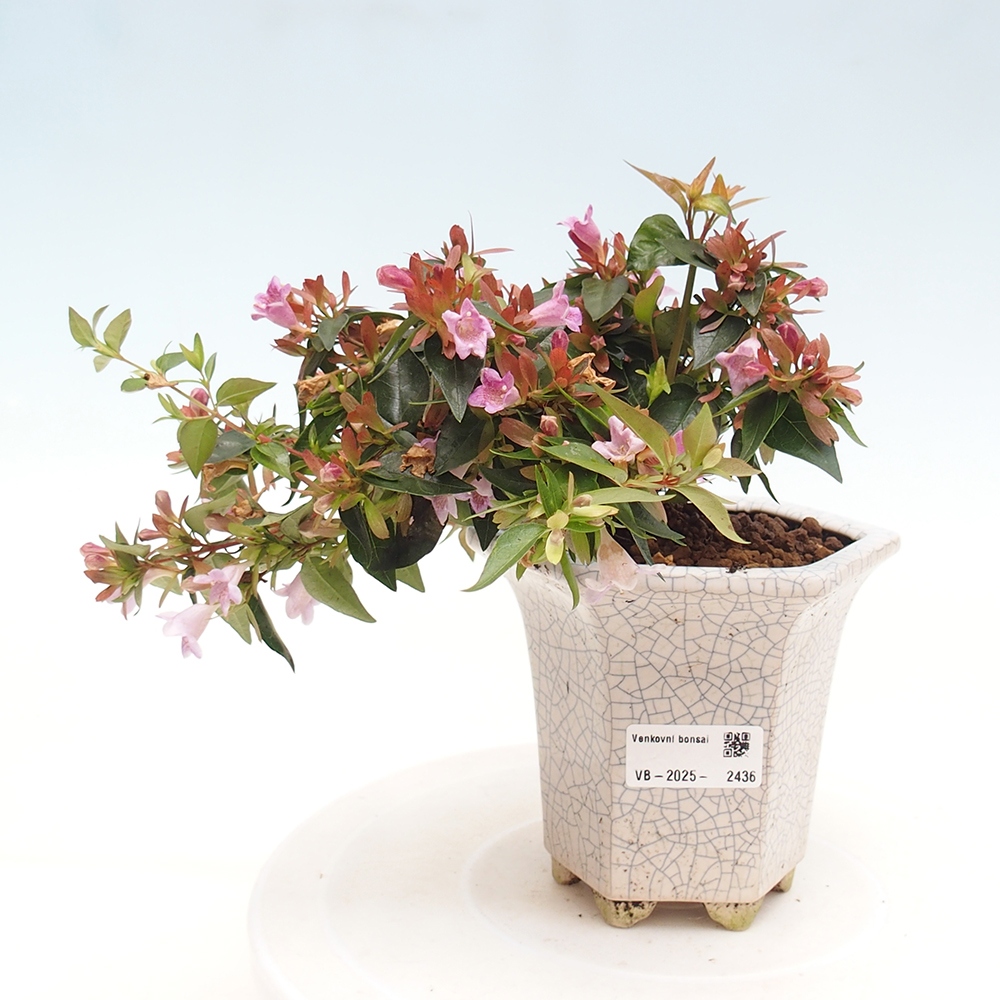Outdoor bonsai - Abelia Grandiflora - Abelia grandiflora