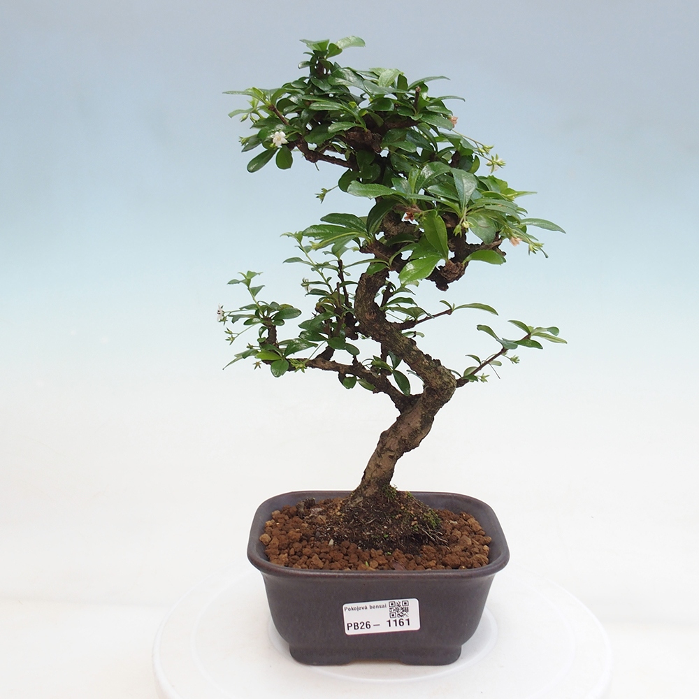 Room bonsai - Carmona macrophylla - Tea fuki