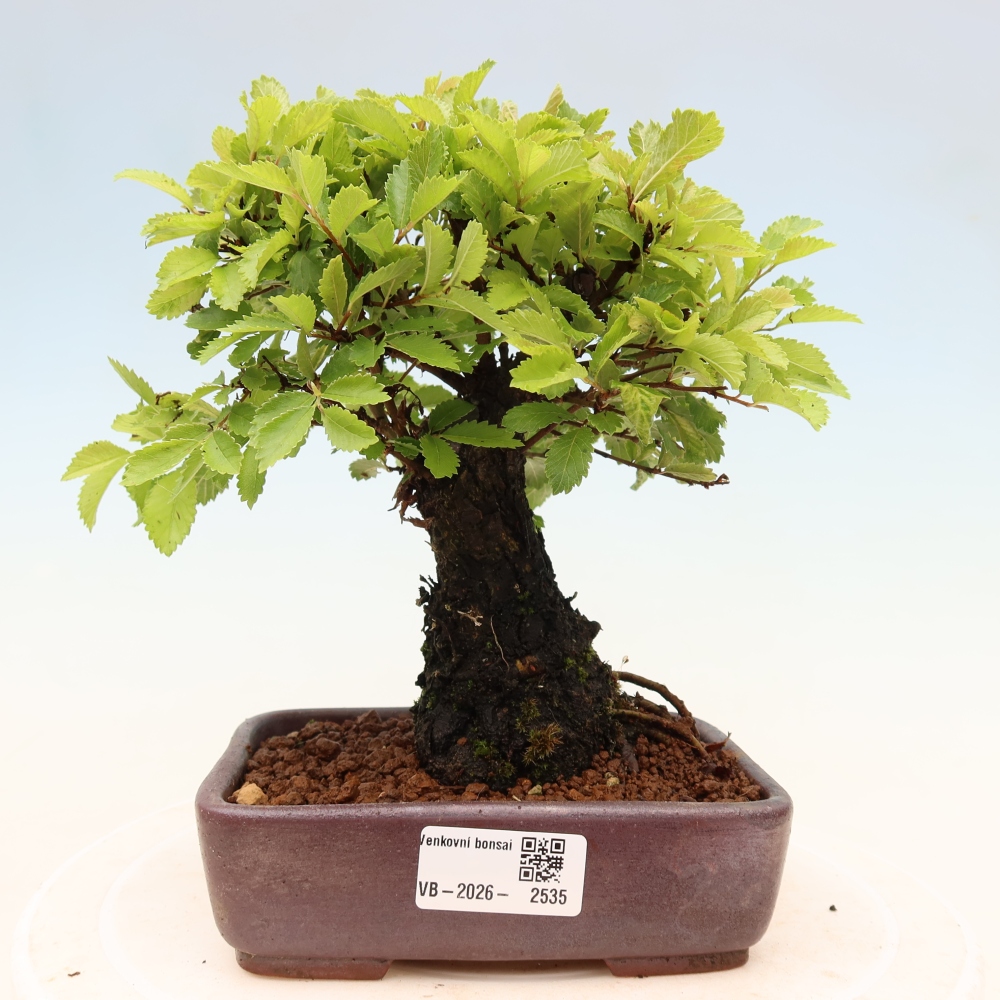 Outdoor bonsai - Zelkova - Zelkova NIRE