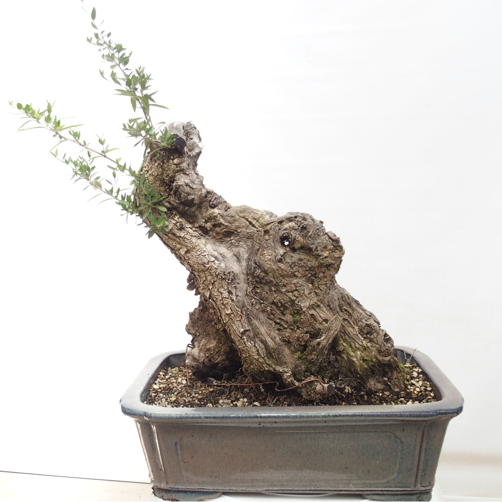 Indoor bonsai - Olea europaea sylvestris - European small-leaved olive oil