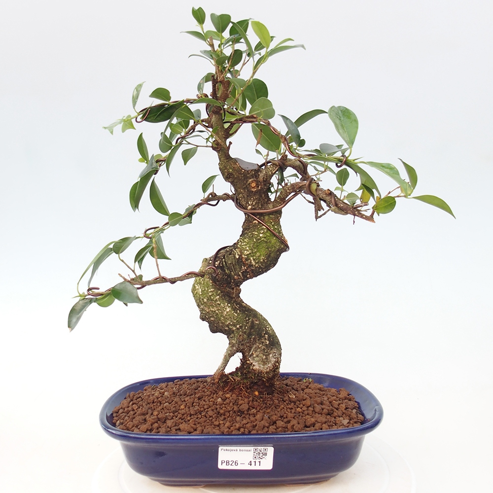 Room bonsai - Ficus retusa - small-leaved ficus