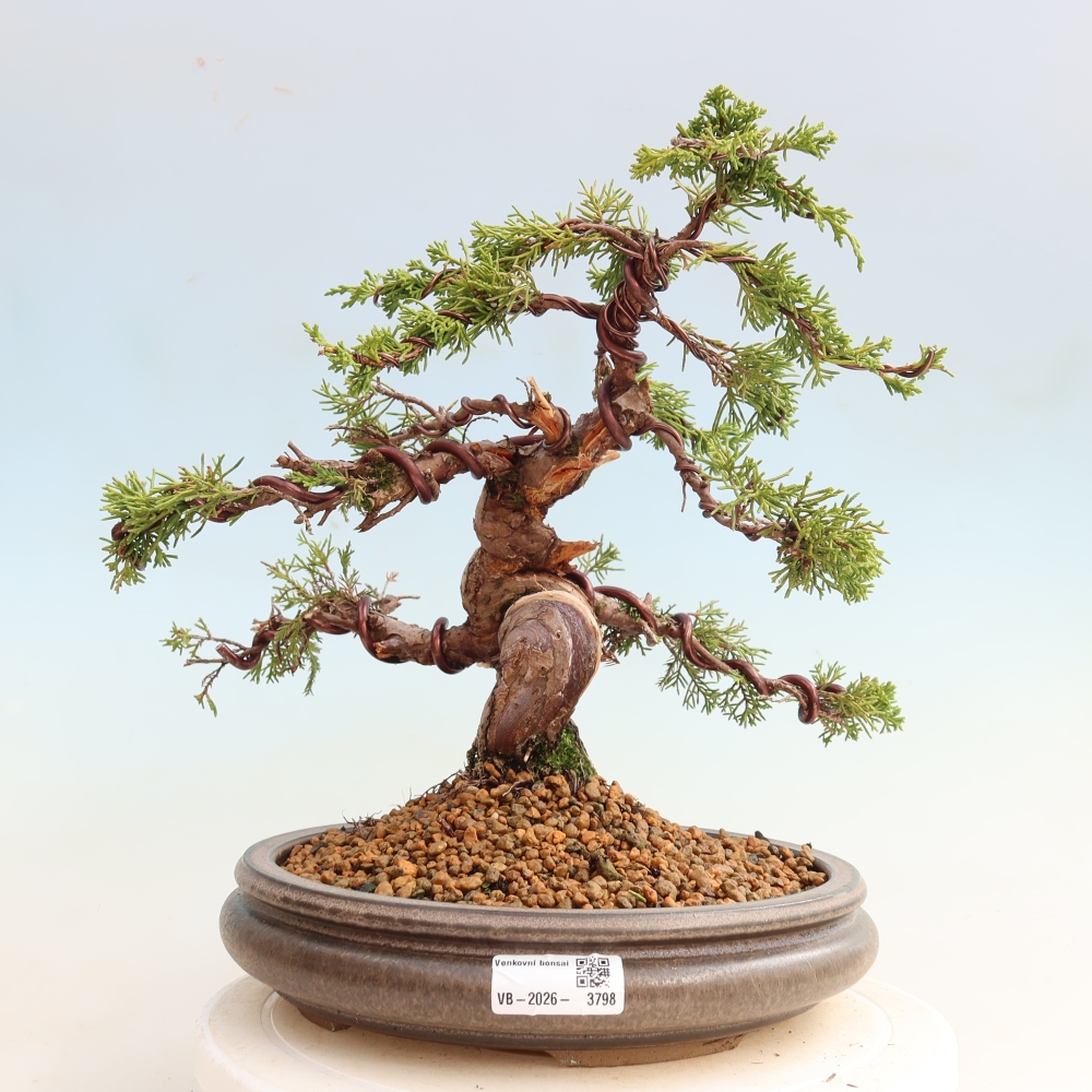 Outdoor Bonsai - Juniperus chinensis Itoigawa - Chinese Juniper
