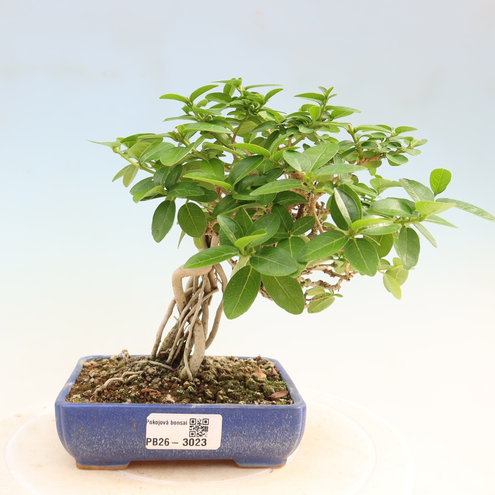 Indoor bonsai - Premna serratifolia - Kozlovna malolista