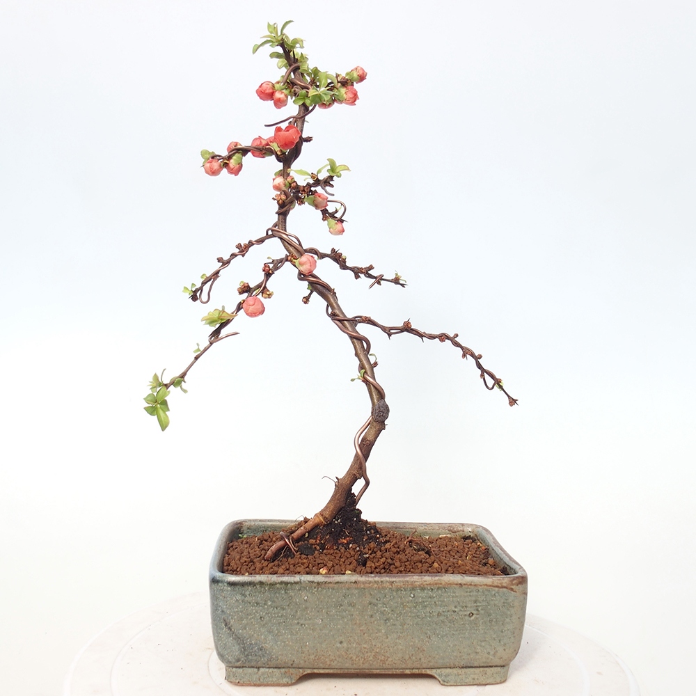 Outdoor bonsai - Chaneomeles s. Red Joy - Quince