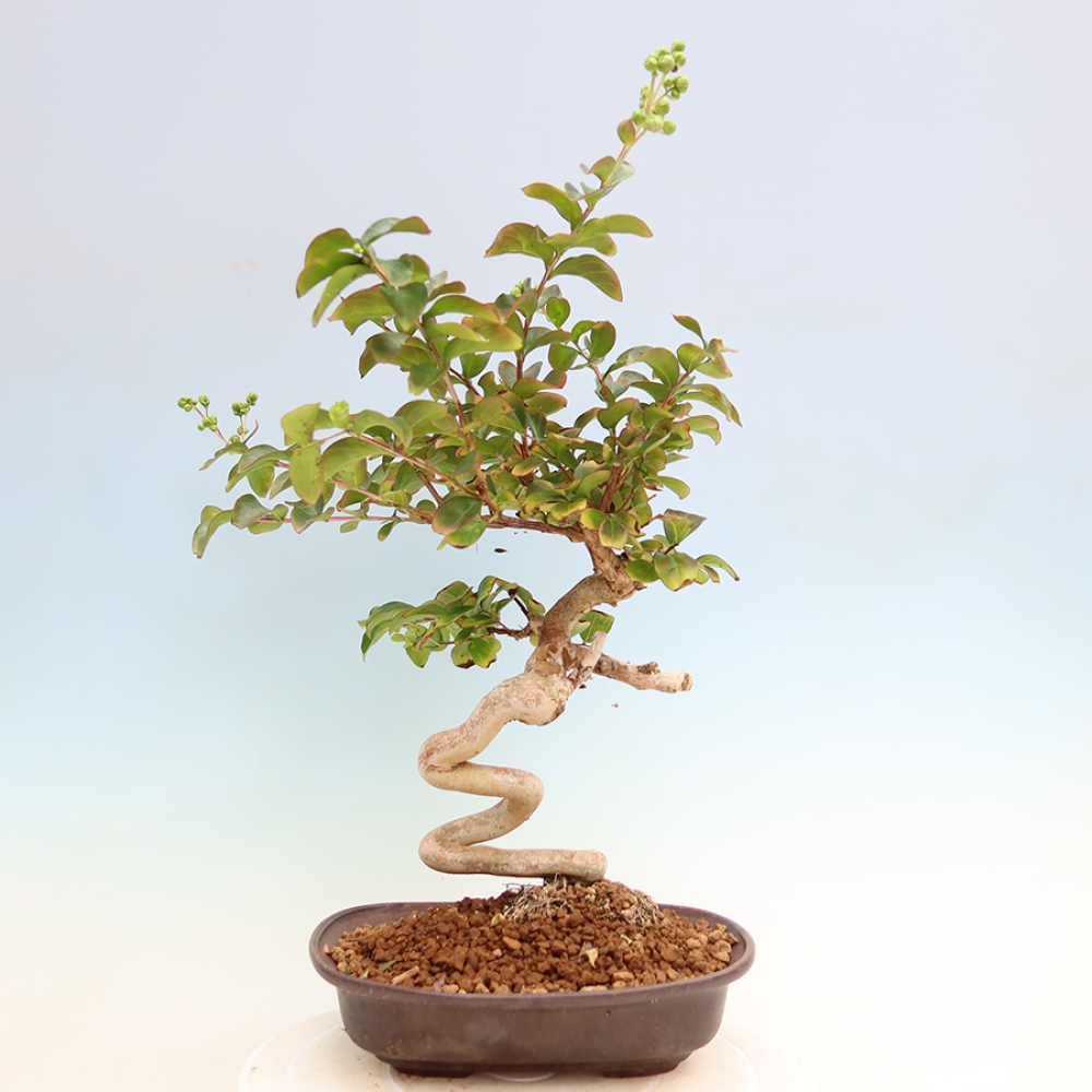 Indoor Bonsai - Lagerstroemia indica - Indian Lilac