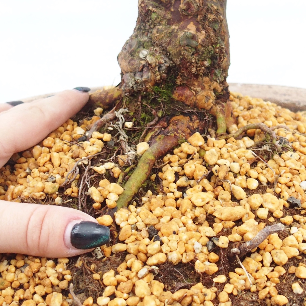 Outdoor bonsai - Japanese Azalea - Azalea Kisshoten