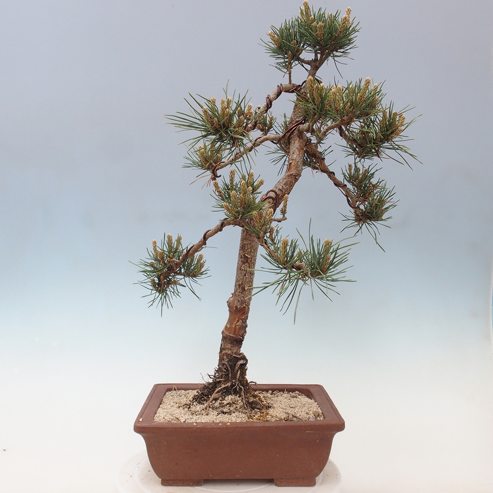 Outdoor bonsai - Pinus Sylvestris - Scots pine