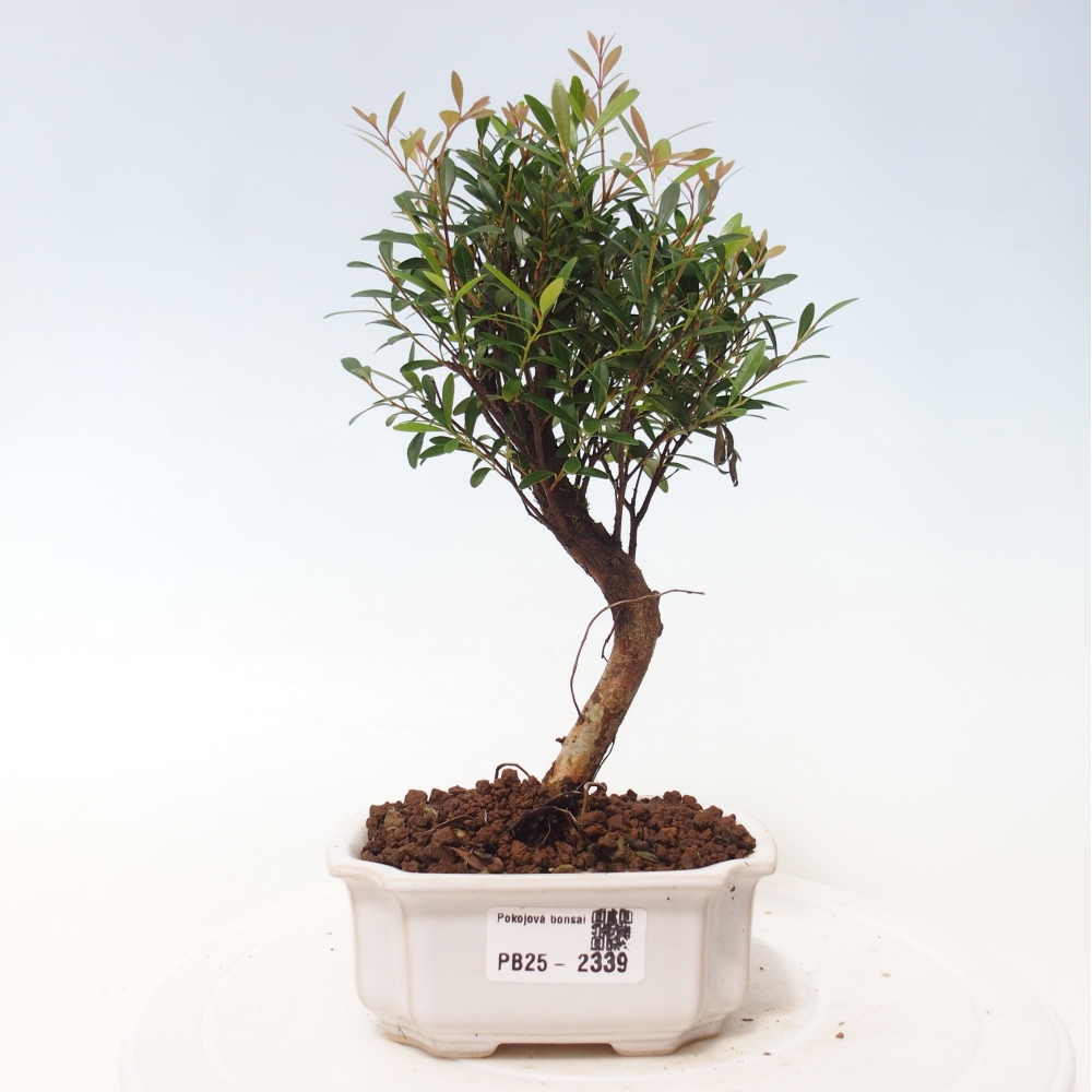 Room bonsai - Syzygium - Pimentovník
