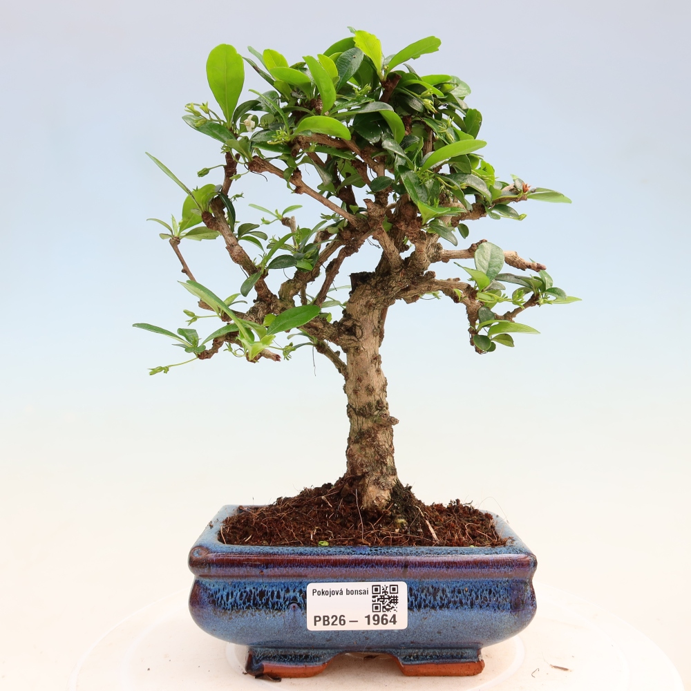 Room bonsai - Carmona macrophylla - Tea fuki