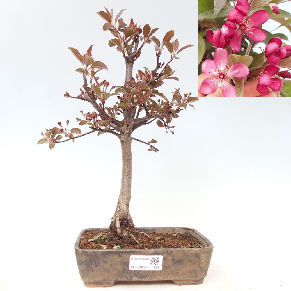 Outdoor bonsai -Malus domestica - Small-fruited red-leaved apple tree