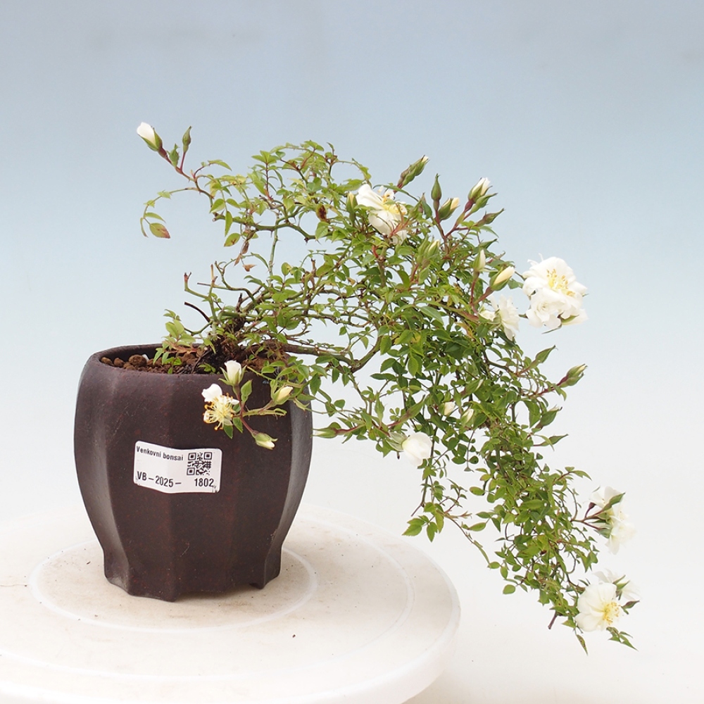 Outdoor bonsai - Rosa Sea Foam -  rose