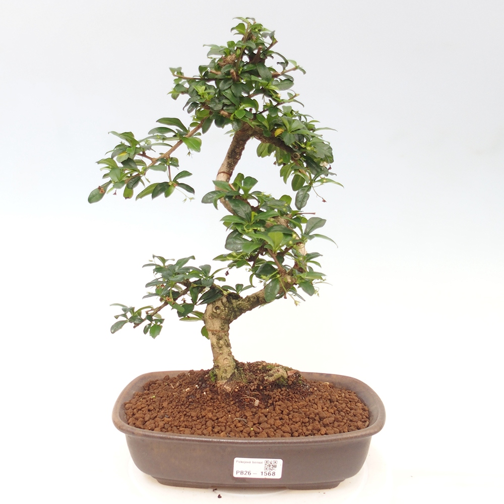 Room bonsai - Carmona macrophylla - Tea fuki