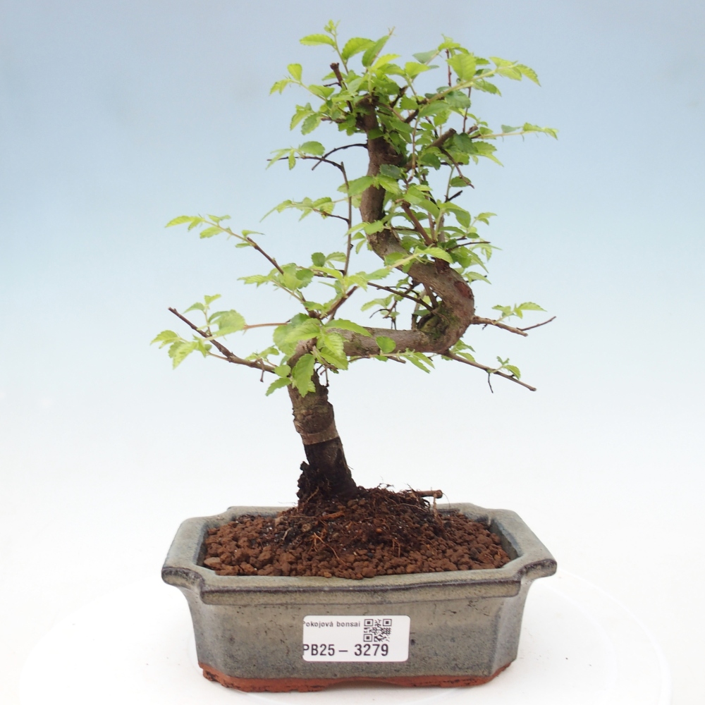 Room bonsai - Ulmus parvifolia - Small-leaved elm