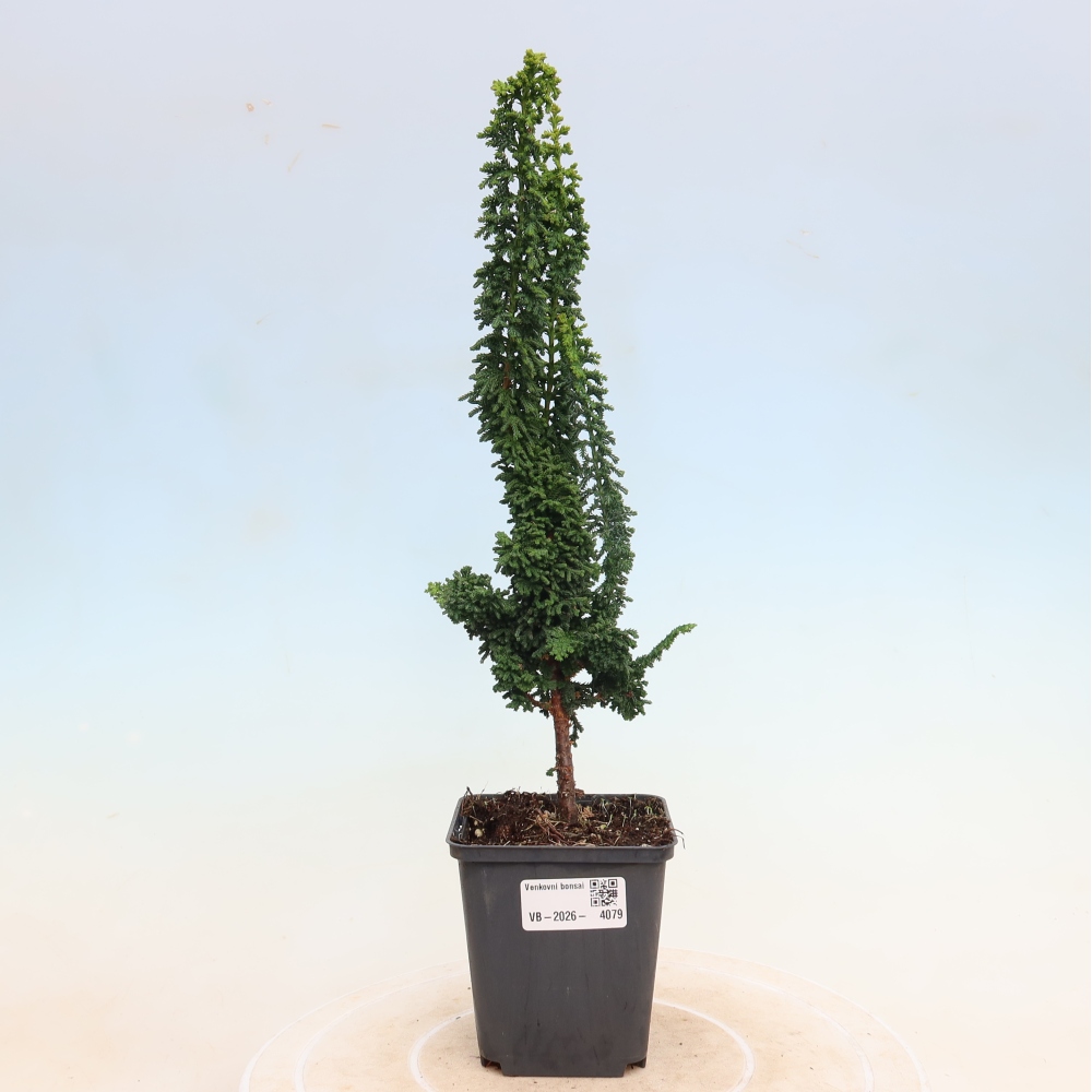 Outdoor bonsai - Cham. obtusa SEKKA HINOKI - Cypress