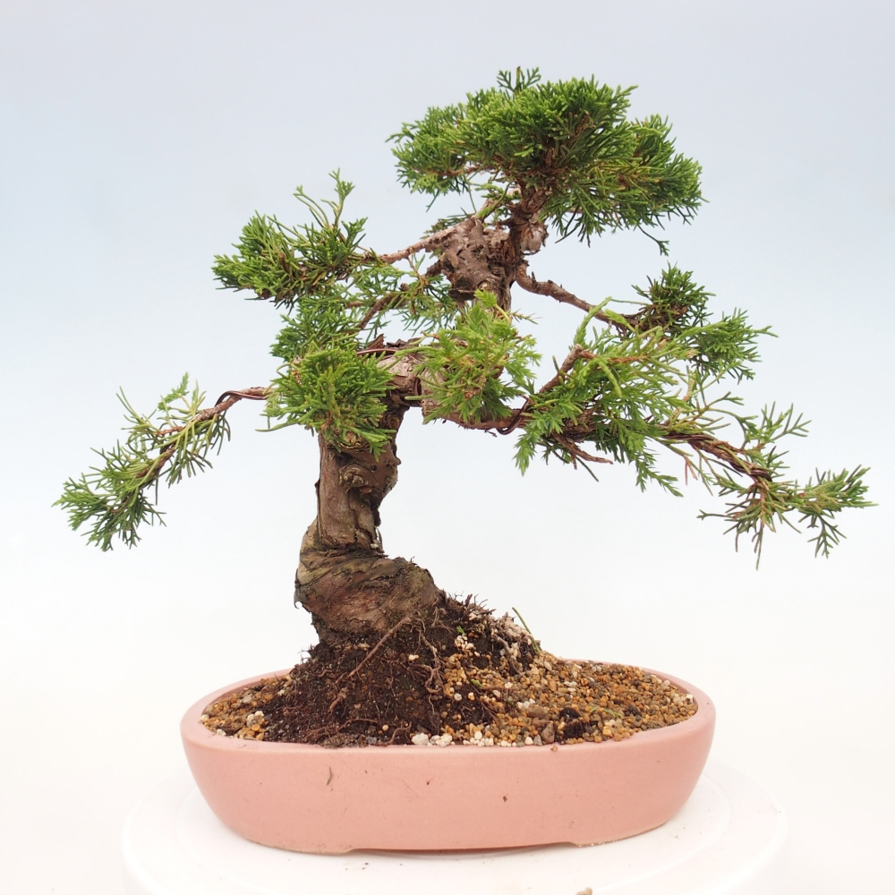 Outdoor bonsai - Juniperus chinensis Itoigawa - Chinese juniper