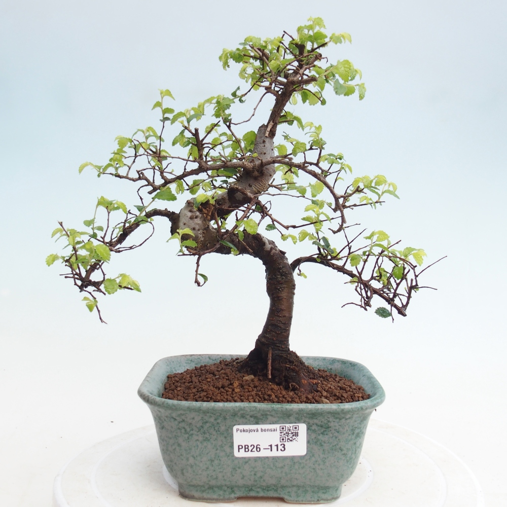Room bonsai - Ulmus parvifolia - Small-leaved elm