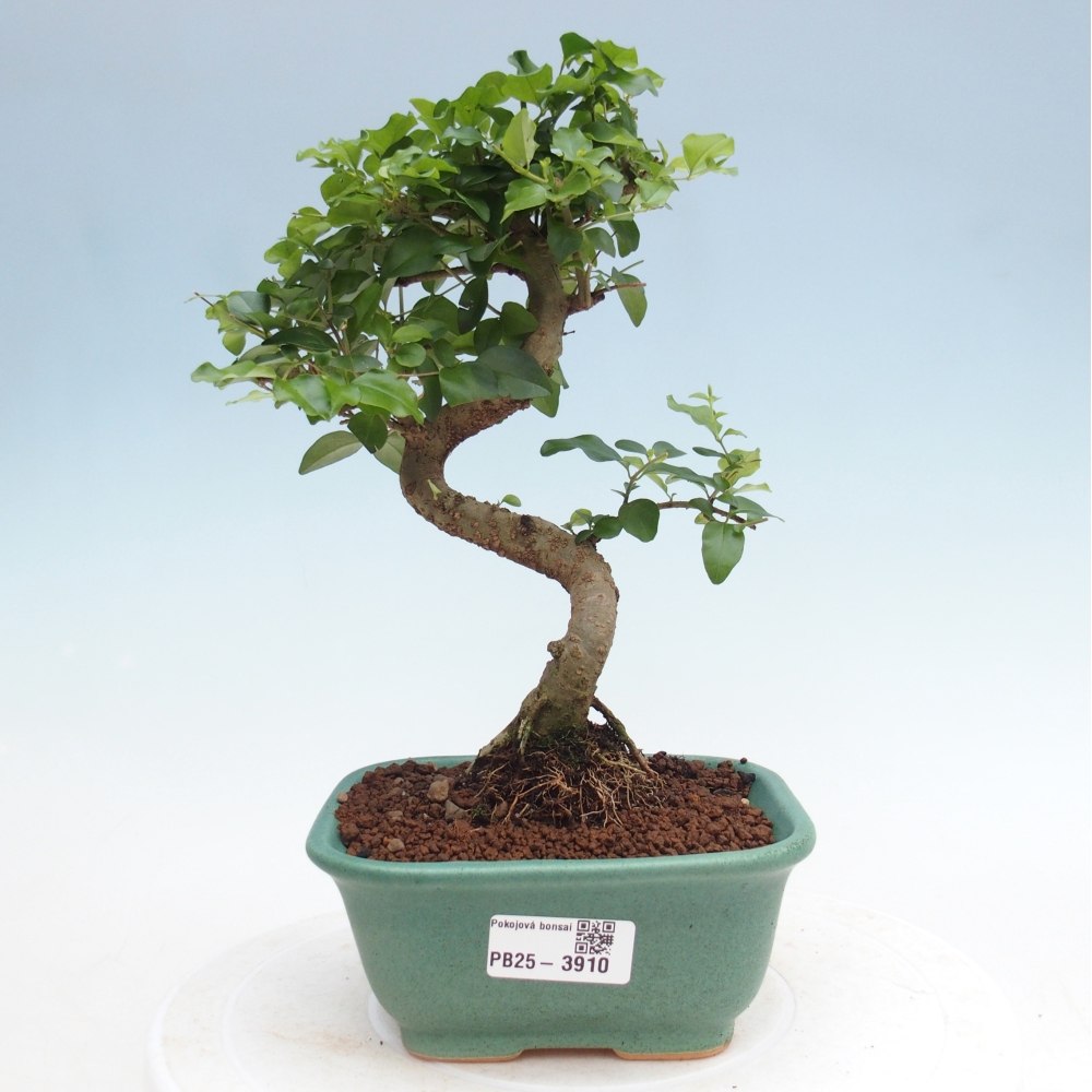 Room bonsai -Ligustrum chinensis - Birds Beak