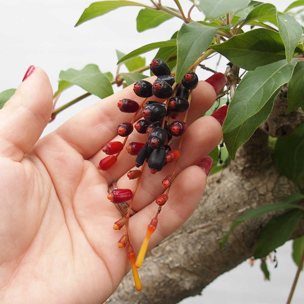 Room bonsai - Hamelia patent