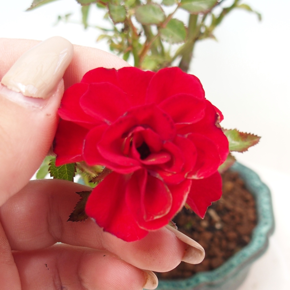 Outdoor bonsai - Rosa Kordes -  rose