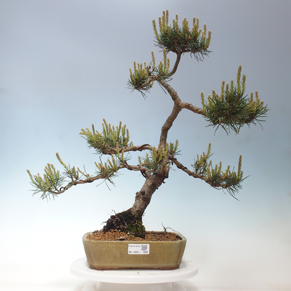 Outdoor bonsai - Pinus Sylvestris - Scots pine