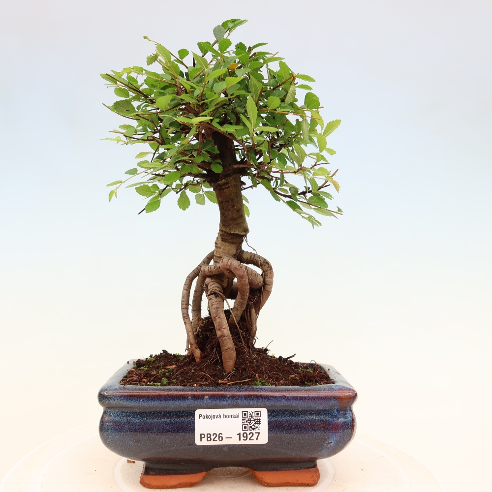 Room bonsai - Ulmus parvifolia - Small-leaved elm
