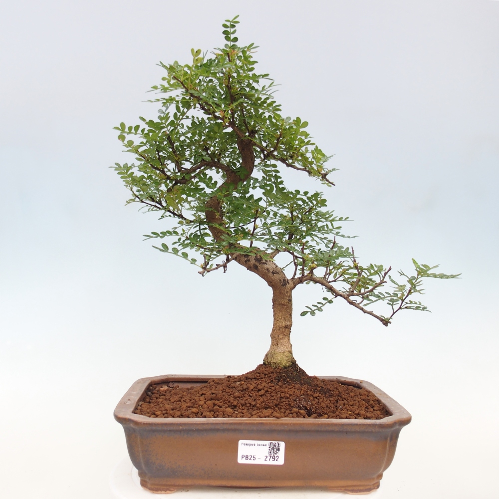 Indoor bonsai - Zantoxylum piperitum - pepper tree