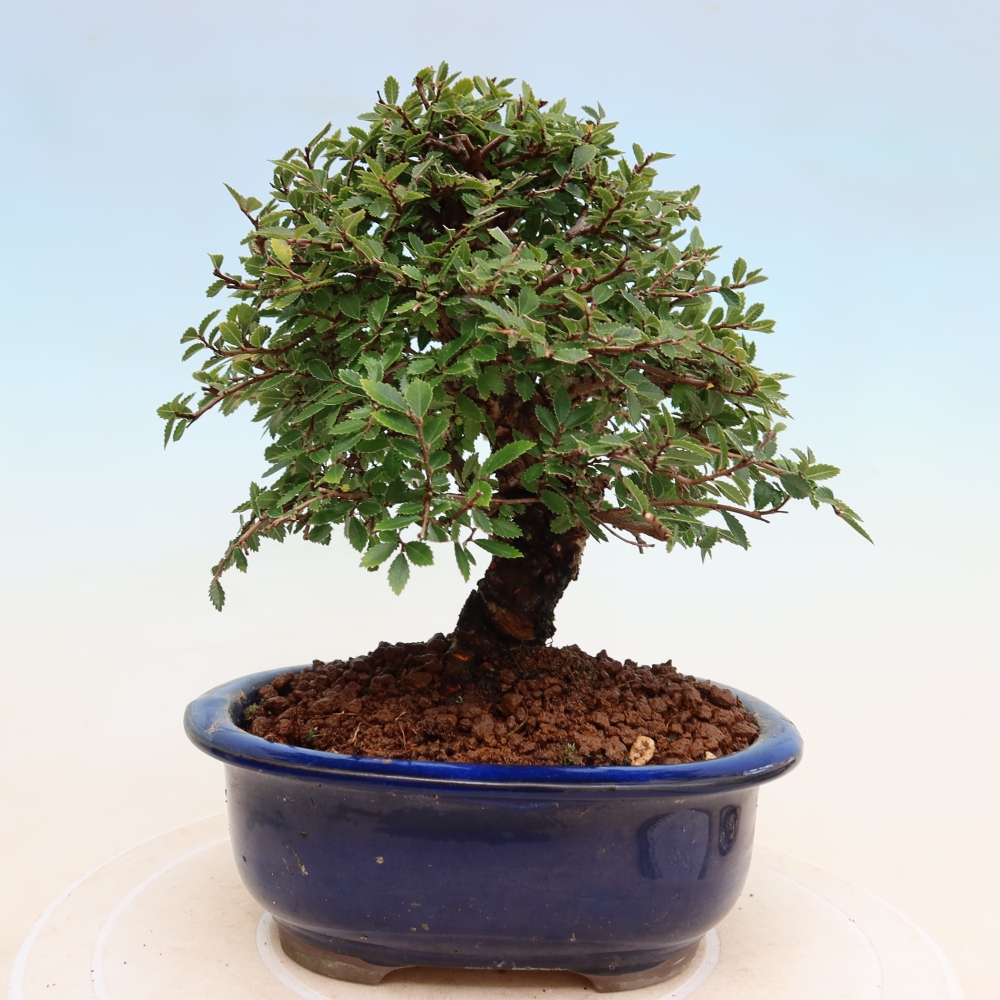 Outdoor bonsai - Zelkova - Zelkova NIRE