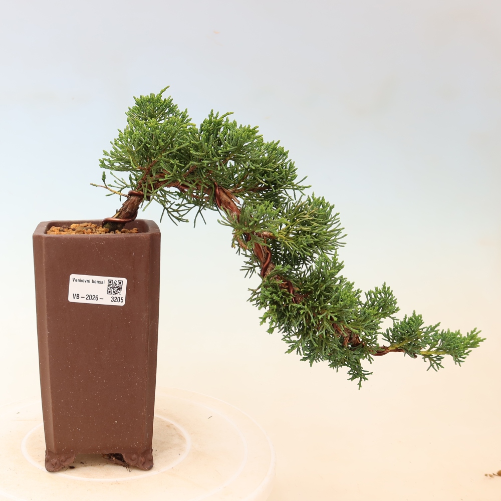 Outdoor bonsai - Juniperus chinensis Kishu