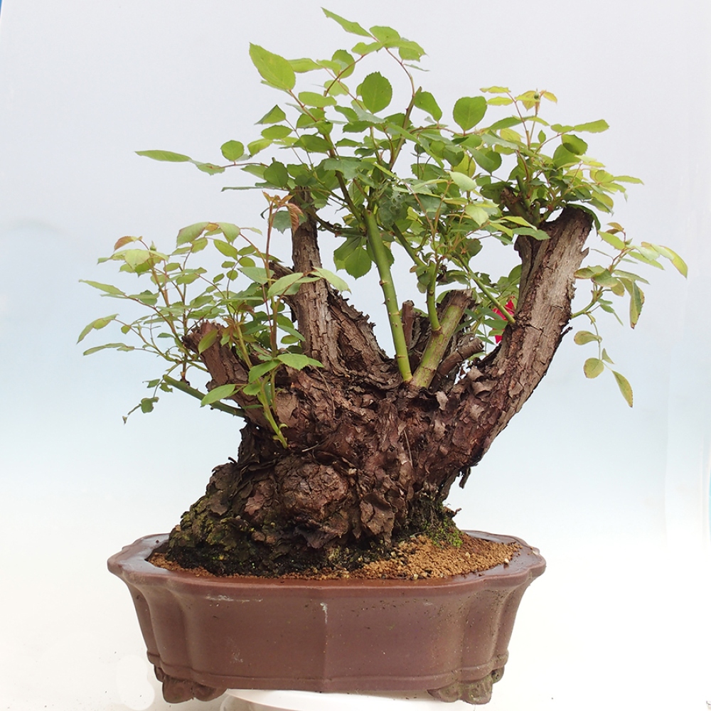 Outdoor bonsai - Rosa Kordes -  rose