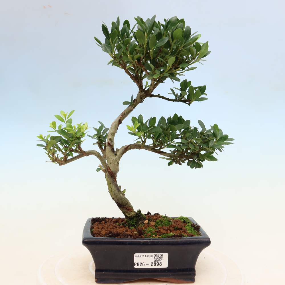 Room bonsai - Ilex crenata - Holly