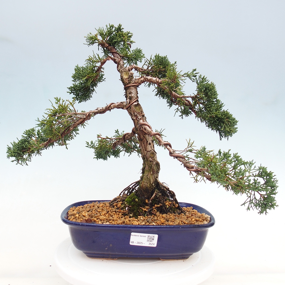 Outdoor bonsai - Juniperus chinensis Kishu - Chinese juniper