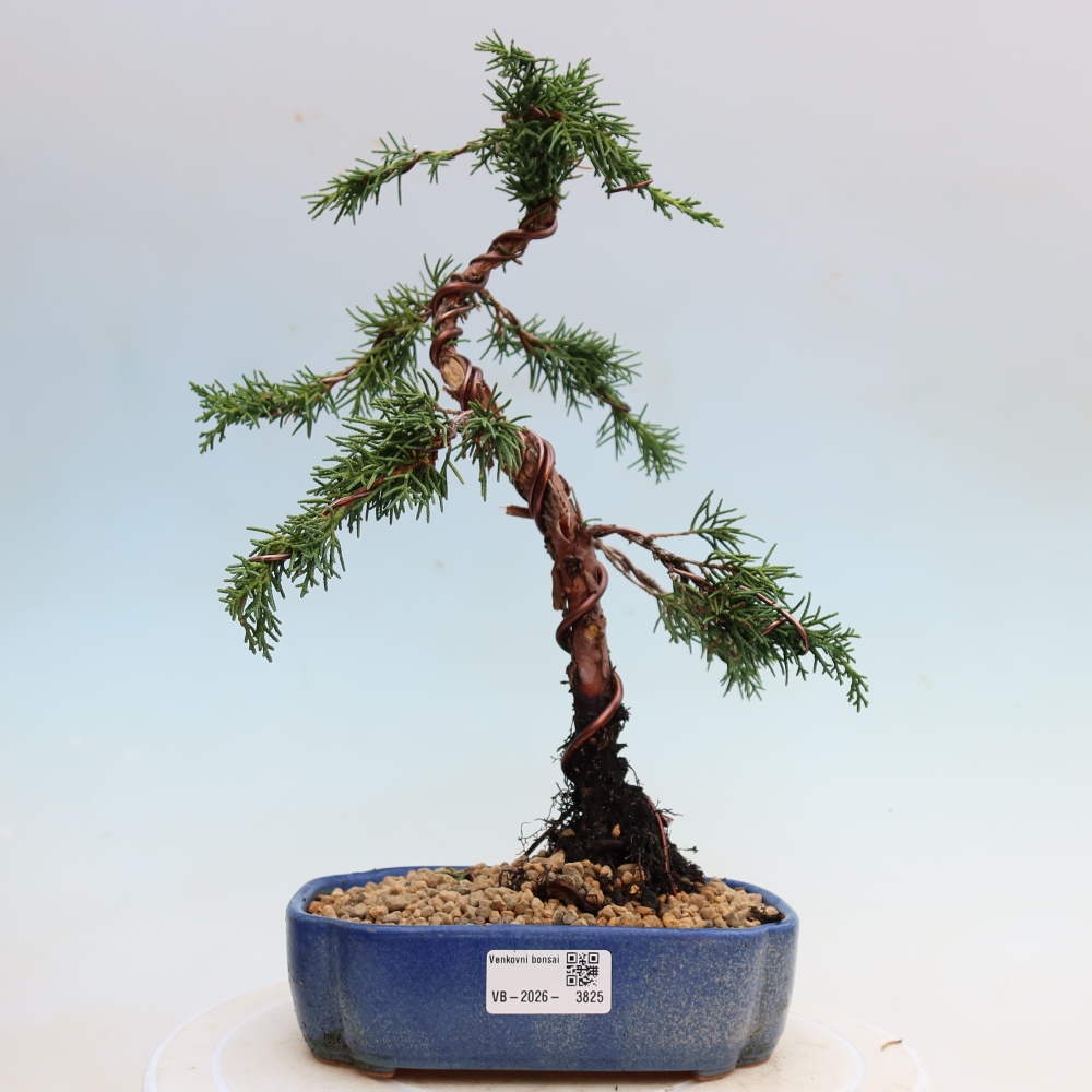 Outdoor bonsai - Juniperus chinensis Kishu