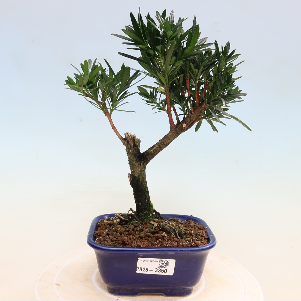 Room bonsai - Podocarpus - Stone Yew