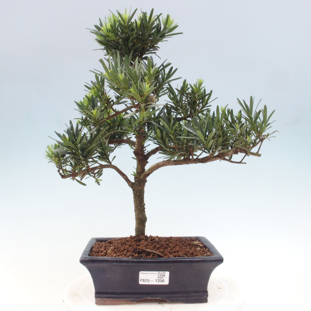 Indoor bonsai - Podocarpus - Stone thous