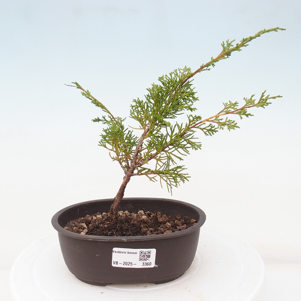 Outdoor bonsai - Juniperus chinensis Itoigawa - Chinese juniper