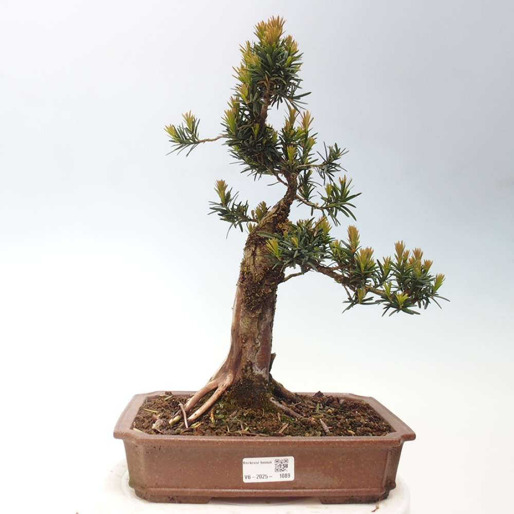 Outdoor bonsai - Taxus cuspidata - Japanese yew
