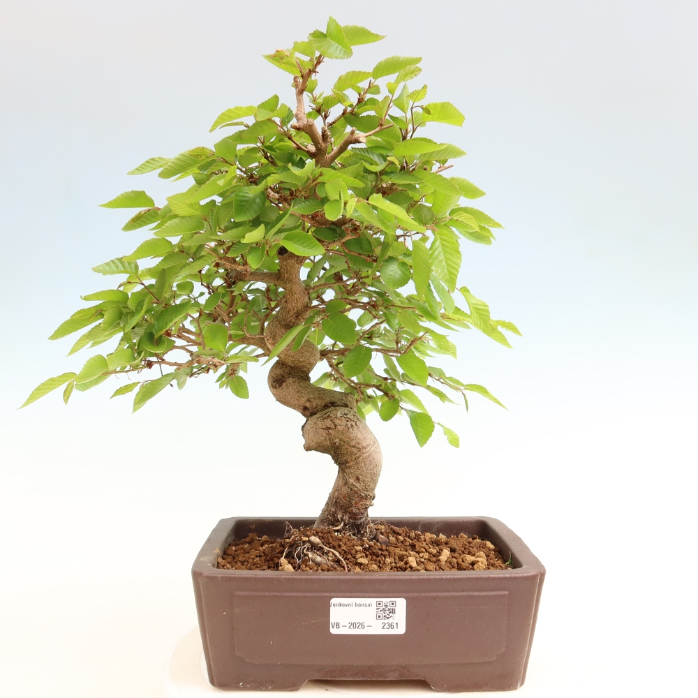 Outdoor bonsai -Carpinus coreana - Korean Hornbeam