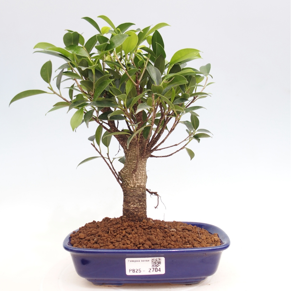 Indoor bonsai - Ficus retusa - small ficus