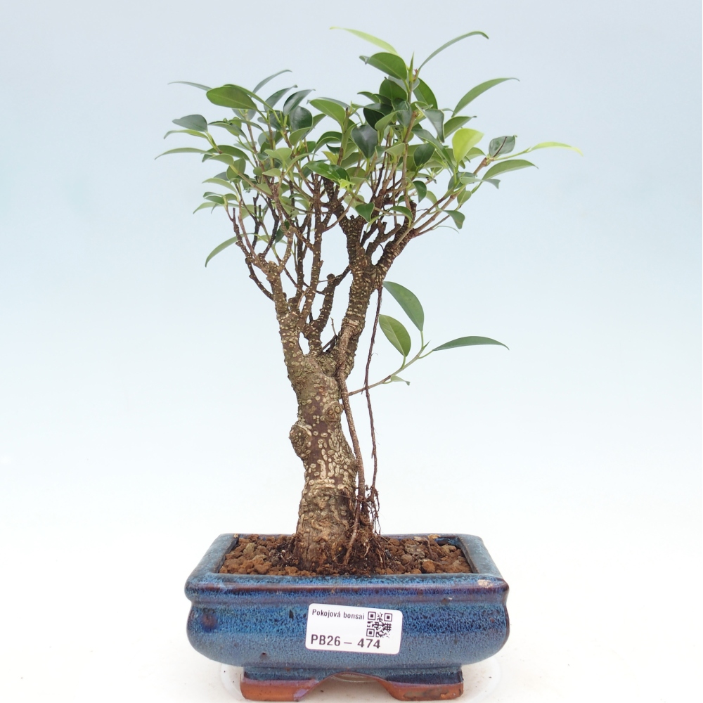 Room bonsai - Ficus retusa - small-leaved ficus