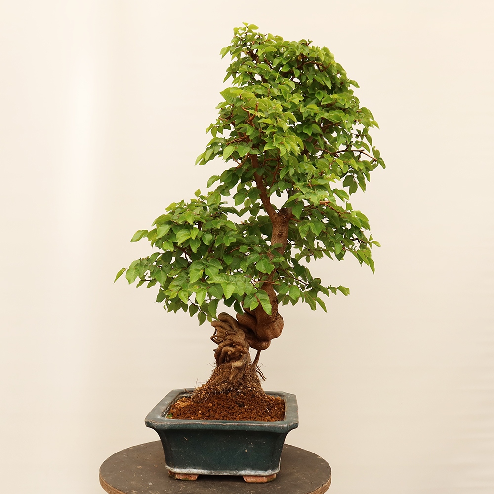 Outdoor bonsai - Carpinus Coreana - Korean hornbeam