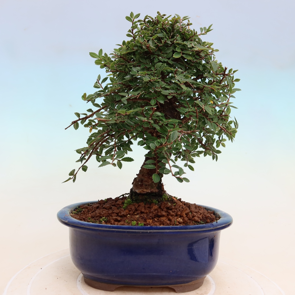 Outdoor bonsai - Zelkova - Zelkova NIRE