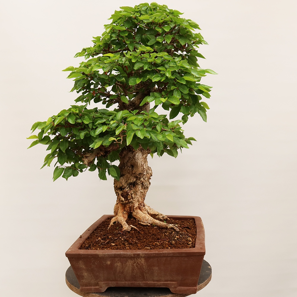 Outdoor bonsai - Carpinus Coreana - Korean hornbeam