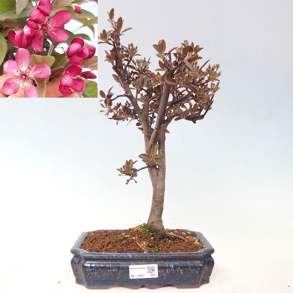 Outdoor bonsai -Malus domestica - Small-fruited red-leaved apple tree