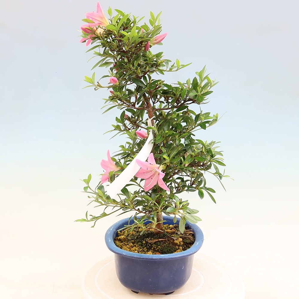 Outdoor bonsai - Japanese Azalea - Azalea Nasuno